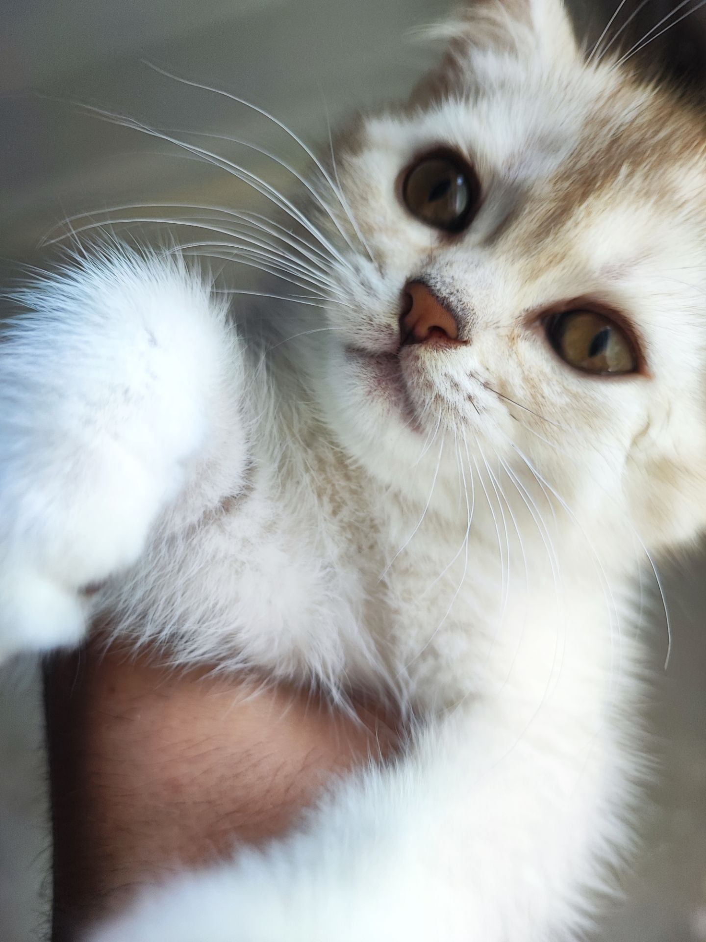 Кошка шотландська шиншилова прямовуха