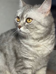 Кошка шотландська шиншилова прямовуха
