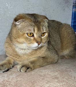 Кошка шотландська шиншилова прямовуха