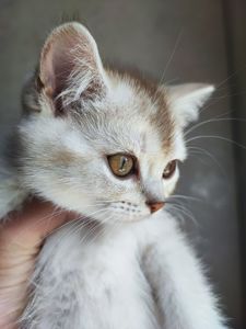 Кошка шотландська шиншилова прямовуха