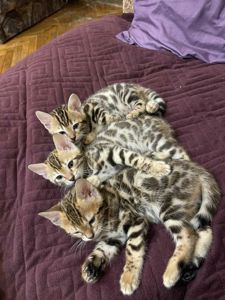 Бенгальский котенок