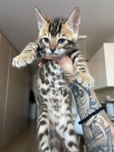 Бенгальский котенок