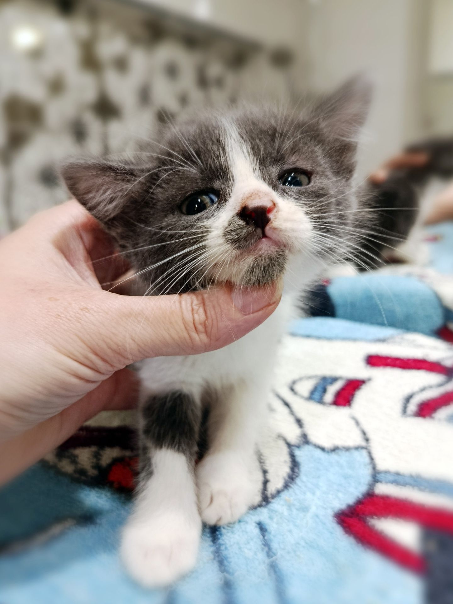 Кошеня Манюня, 1.5 місяці