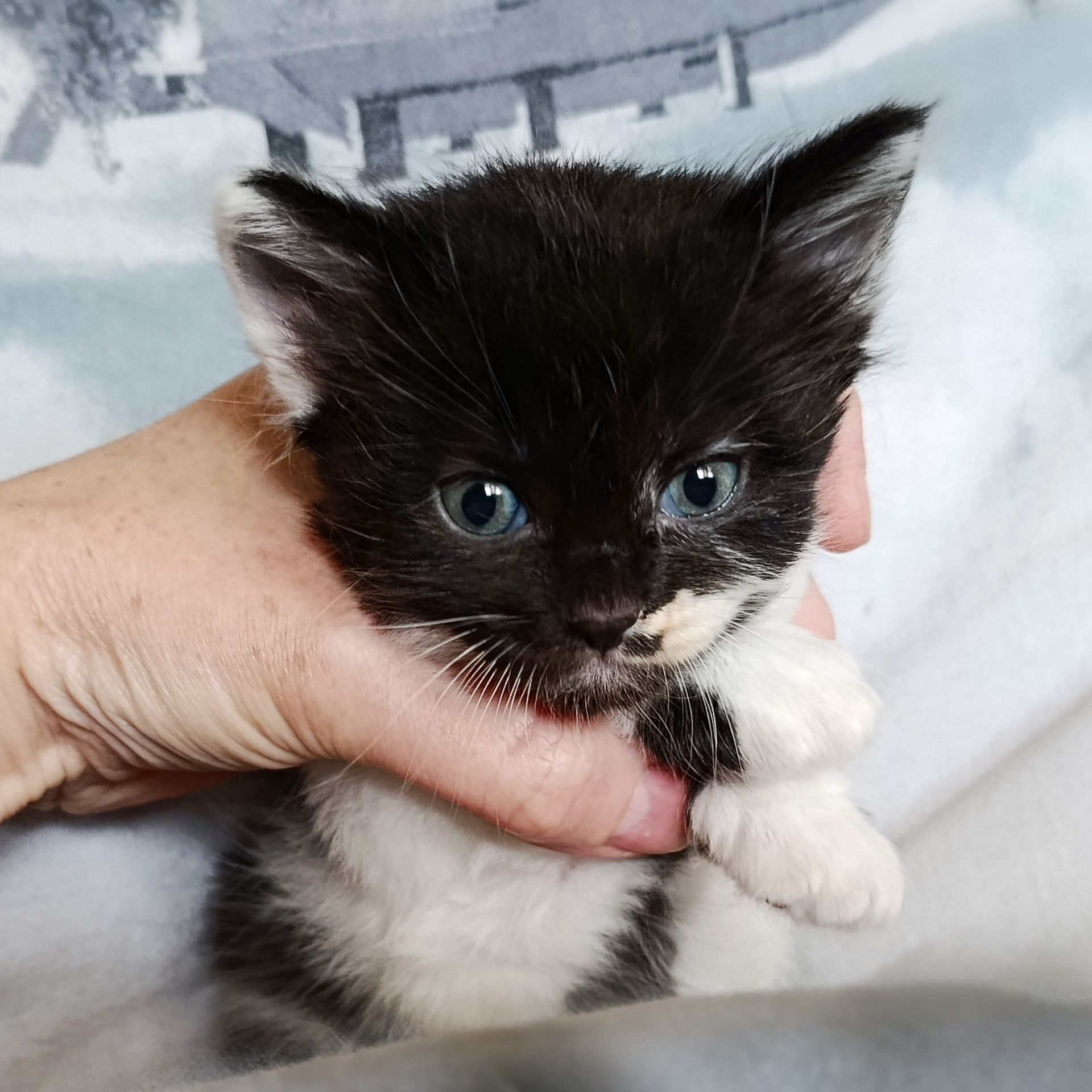 Кошеня Трой, 1.5 місяці