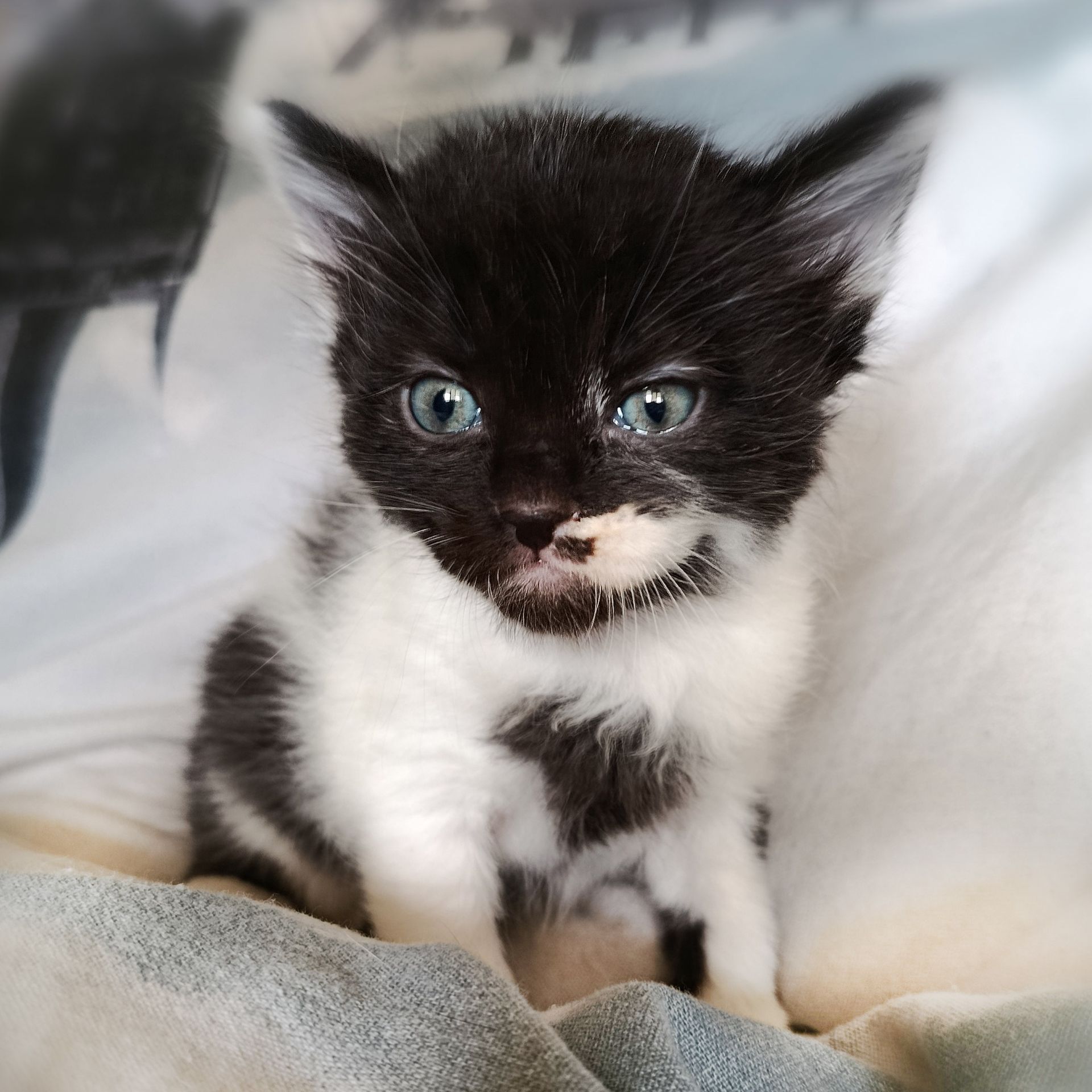 Кошеня Трой, 1.5 місяці