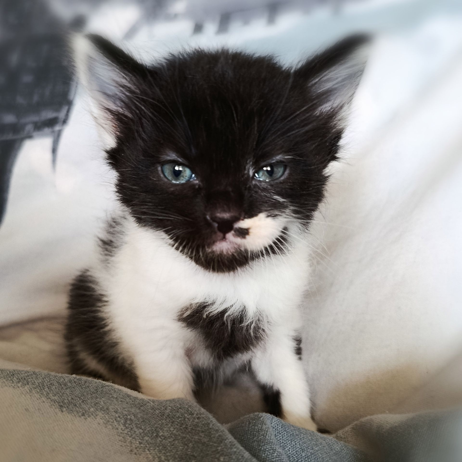 Кошеня Трой, 1.5 місяці