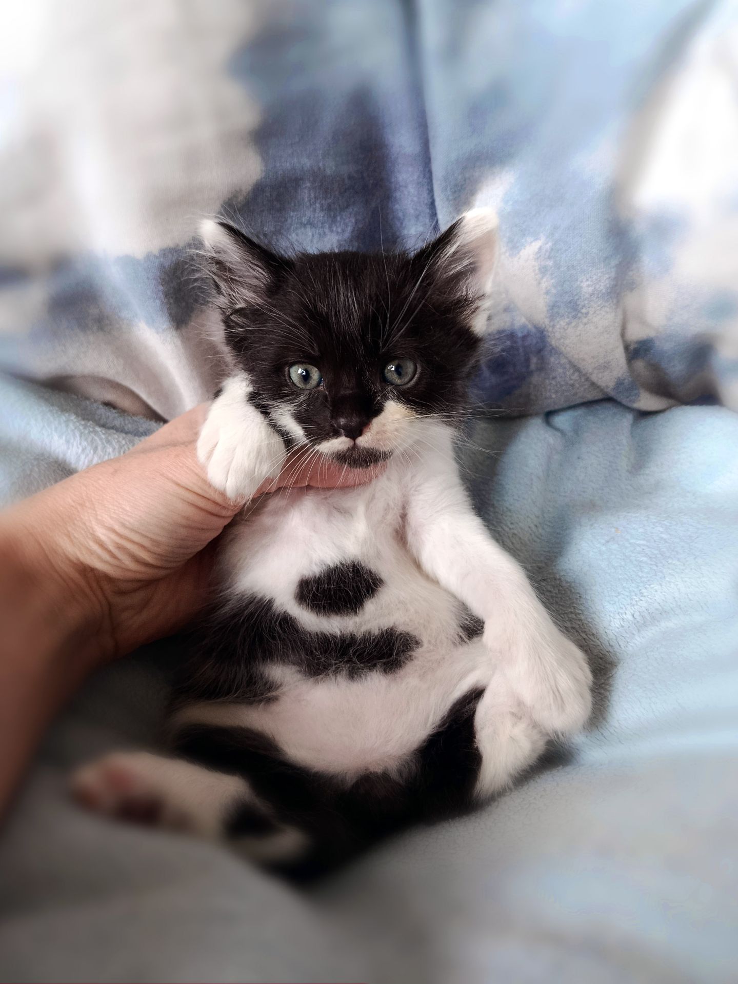 Кошеня Фредді, 1.5 місяці