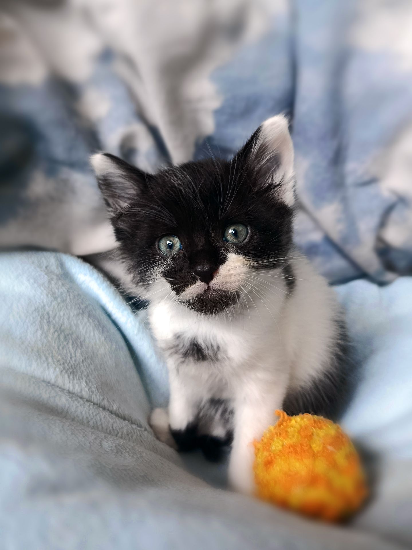 Кошеня Фредді, 1.5 місяці