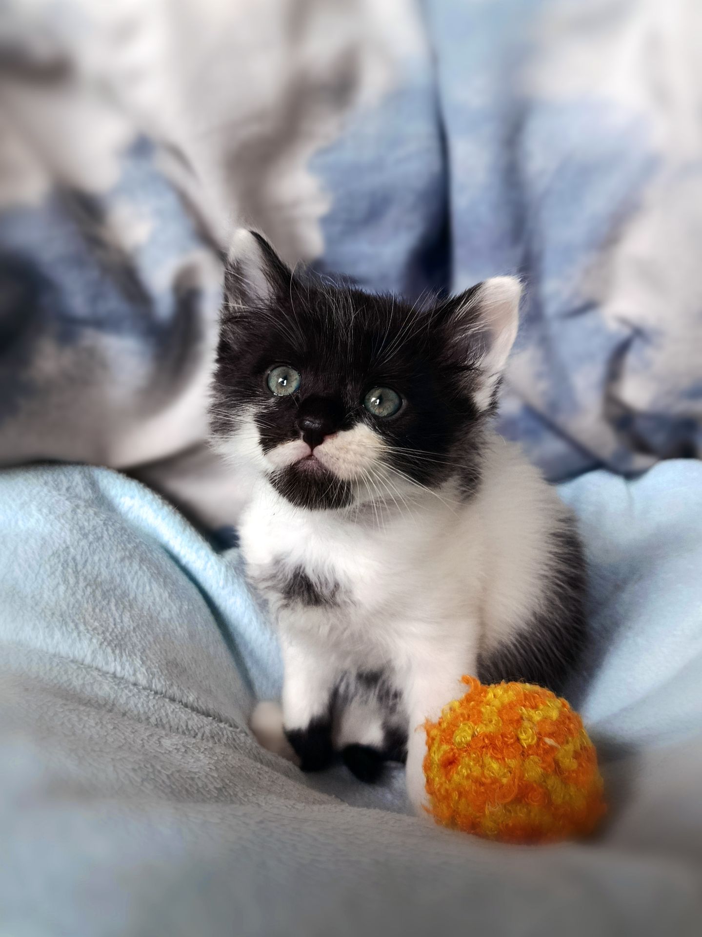 Кошеня Фредді, 1.5 місяці