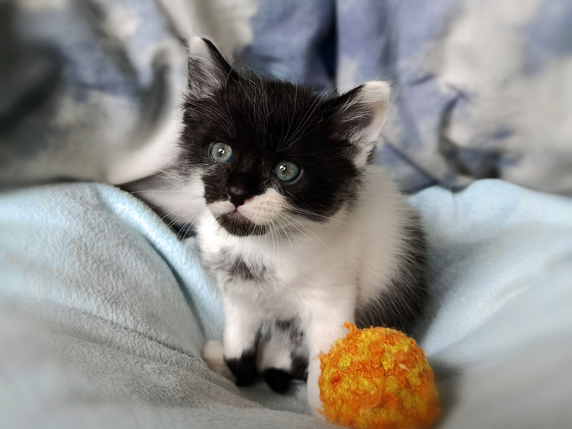 Кошеня Фредді, 1.5 місяці