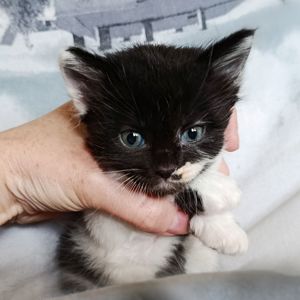 Кошеня Трой, 1.5 місяці