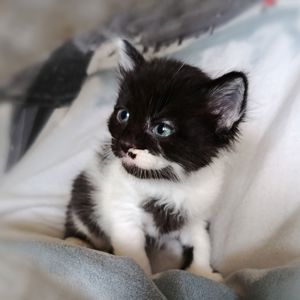 Кошеня Трой, 1.5 місяці