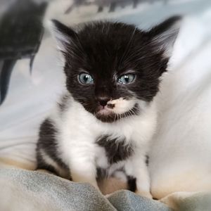 Кошеня Трой, 1.5 місяці