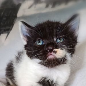 Кошеня Трой, 1.5 місяці