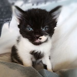 Кошеня Трой, 1.5 місяці