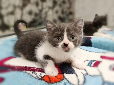 Кошеня Манюня, 1.5 місяці