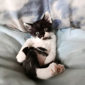 Кошеня Фредді, 1.5 місяці