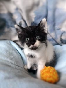 Кошеня Фредді, 1.5 місяці