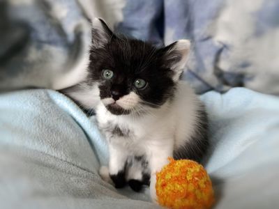 Кошеня Фредді, 1.5 місяці