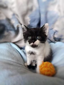 Кошеня Фредді, 1.5 місяці