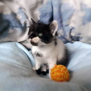 Кошеня Фредді, 1.5 місяці