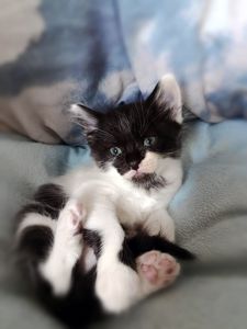 Кошеня Фредді, 1.5 місяці