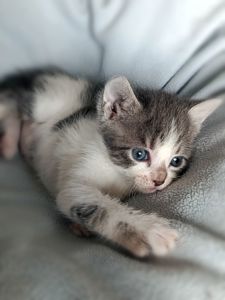 Кошеня Таліта, 1.5 місяці