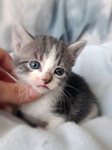 Кошеня Таліта, 1.5 місяці