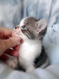 Кошеня Таліта, 1.5 місяці