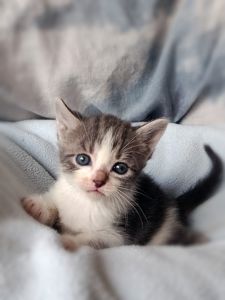 Кошеня Таліта, 1.5 місяці