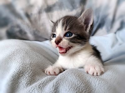 Кошеня Таліта, 1.5 місяці