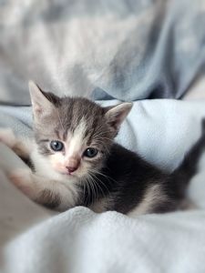 Кошеня Таліта, 1.5 місяці