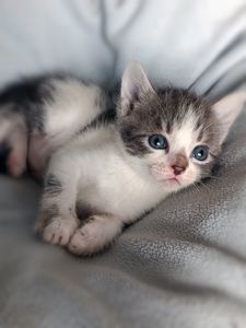 Кошеня Таліта, 1.5 місяці