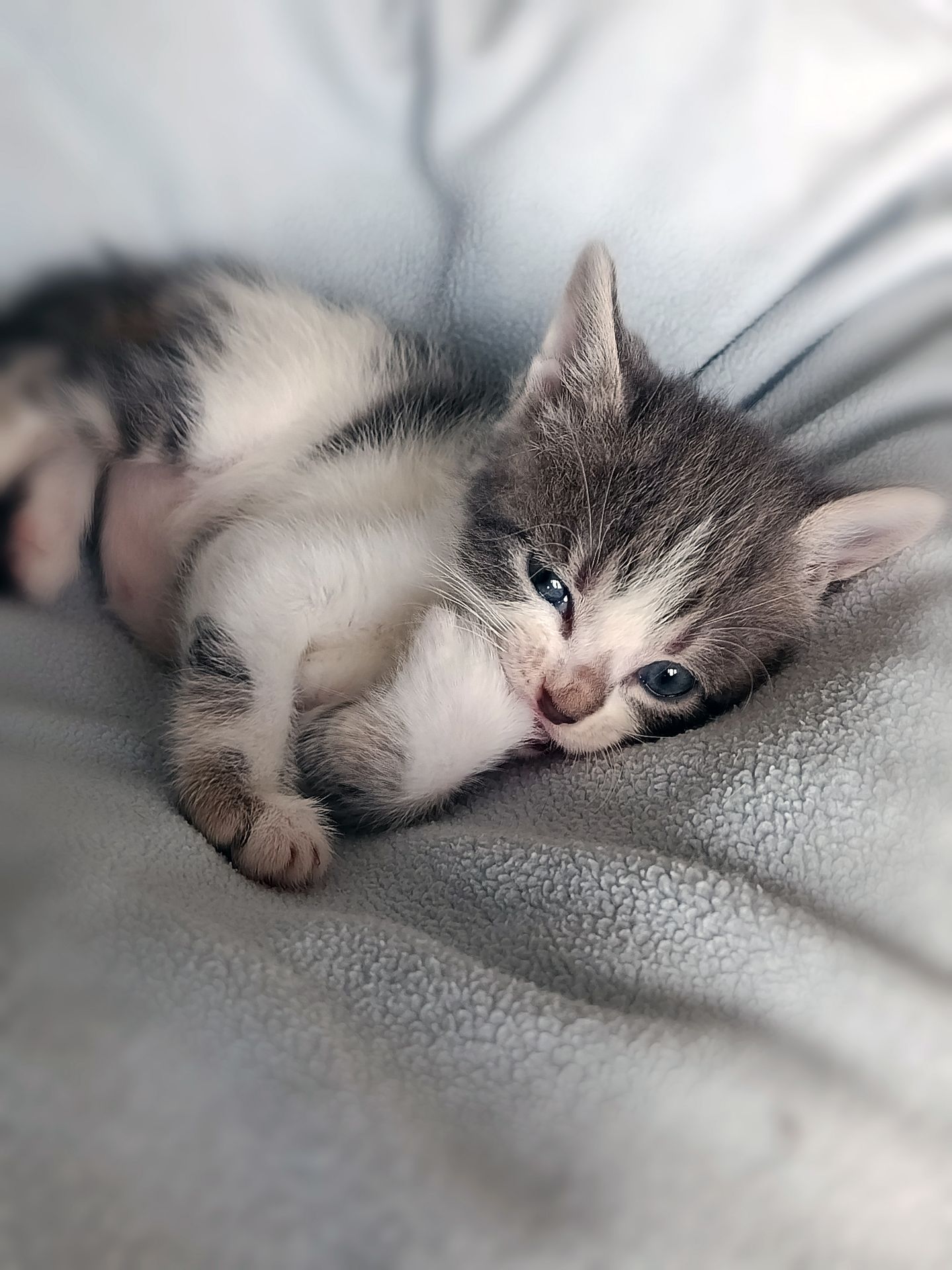 Кошеня Таліта, 1.5 місяці