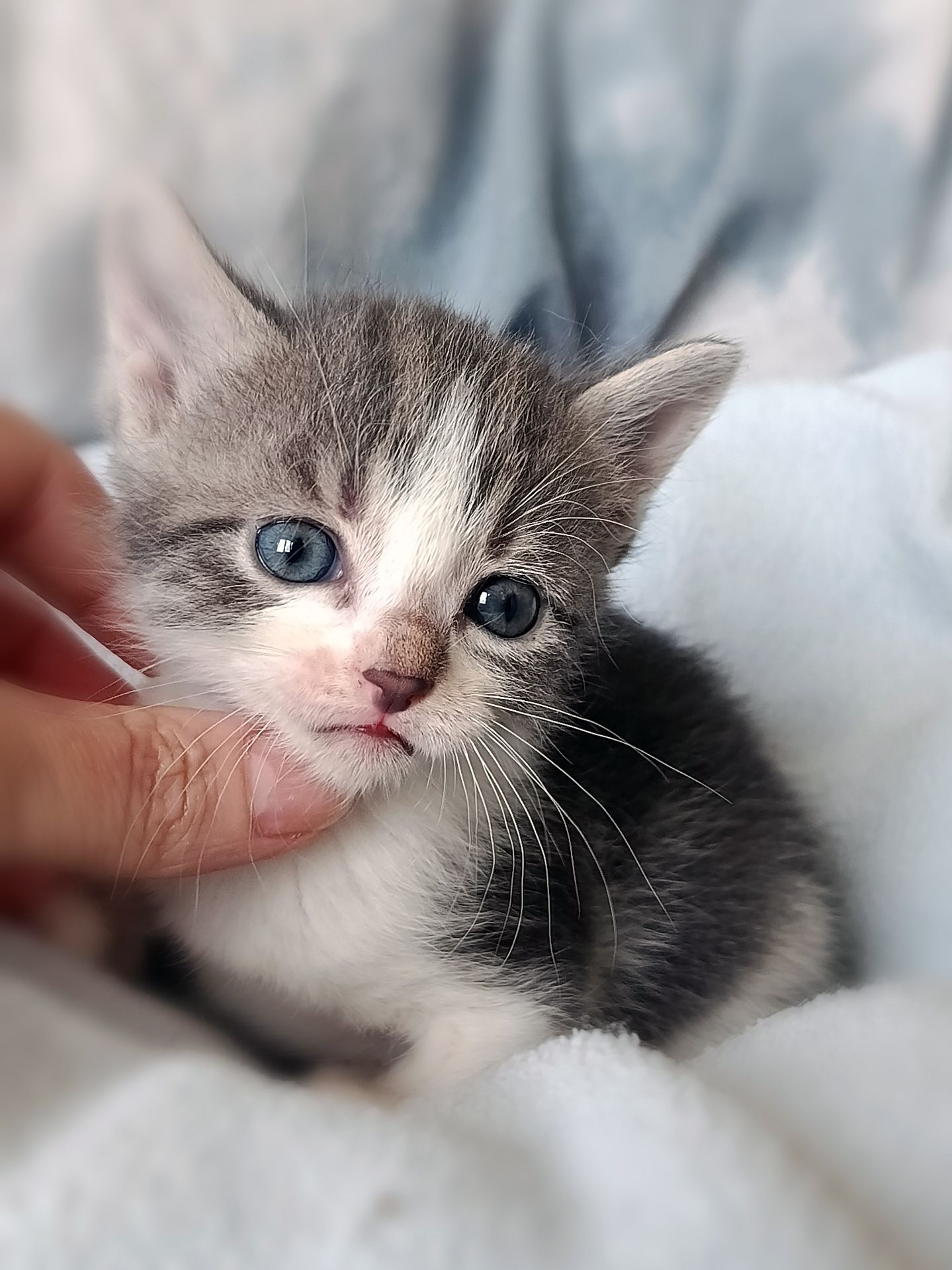 Кошеня Таліта, 1.5 місяці