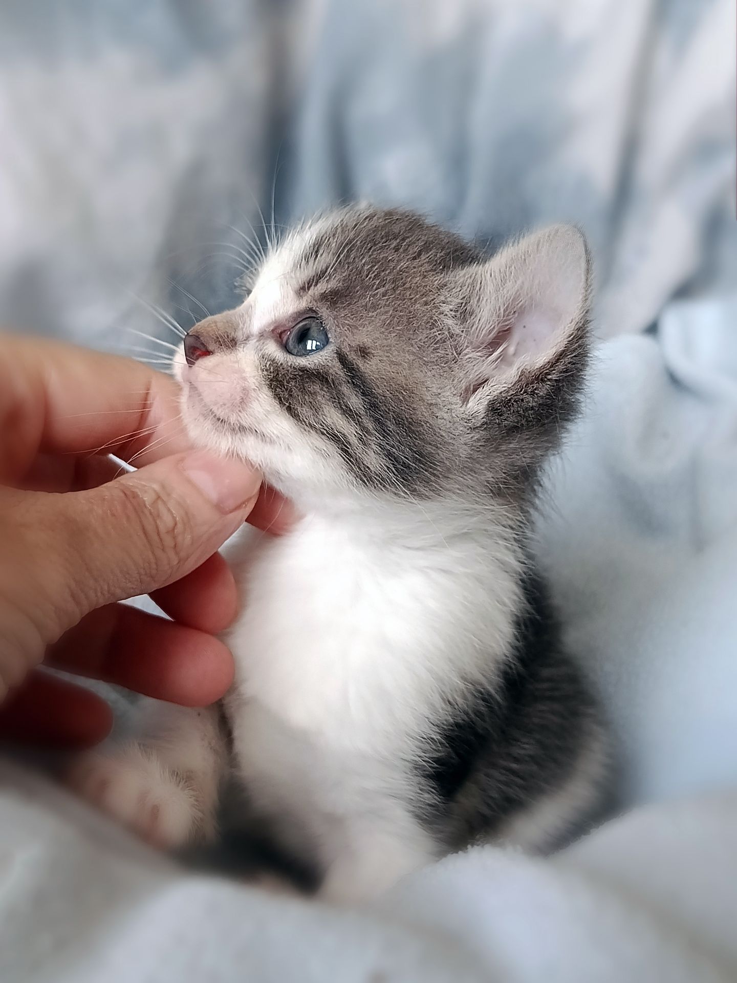 Кошеня Таліта, 1.5 місяці