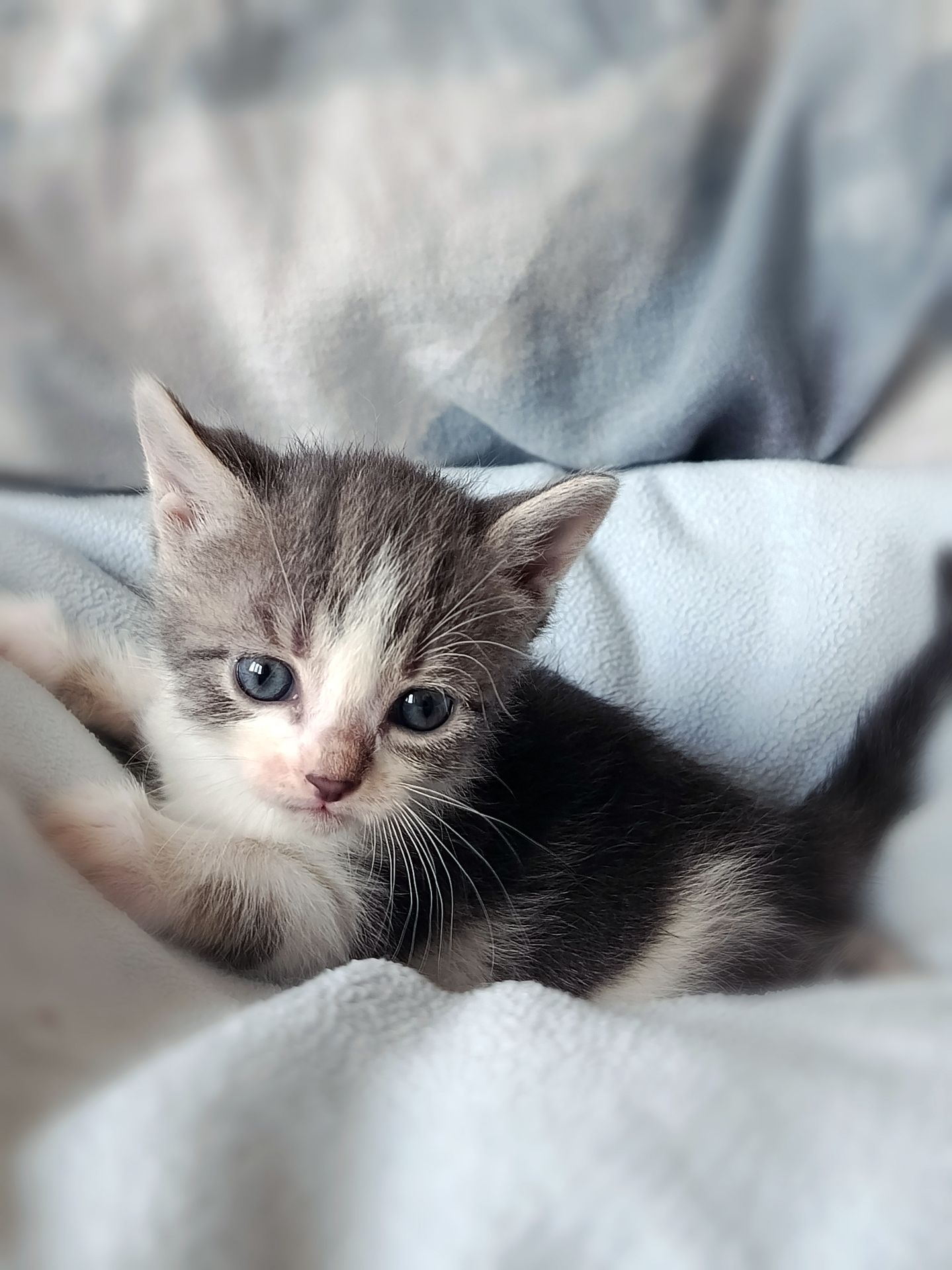 Кошеня Таліта, 1.5 місяці