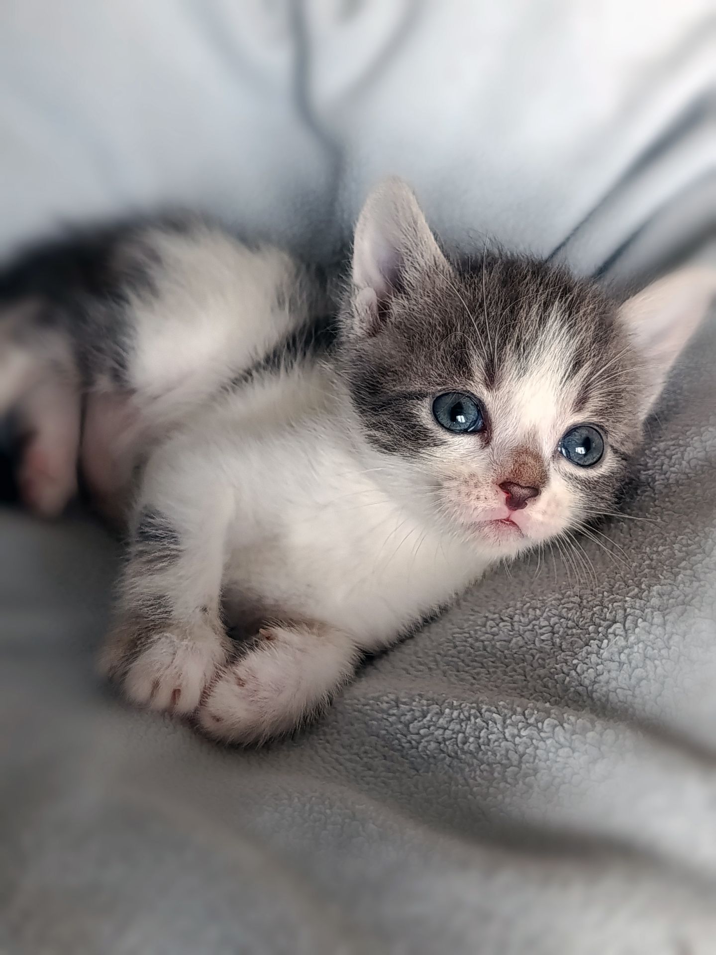 Кошеня Таліта, 1.5 місяці