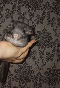 Шиншили