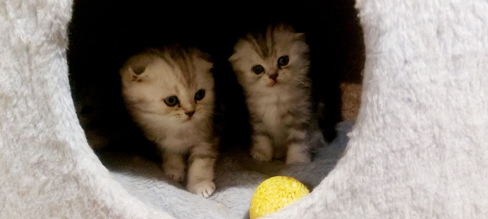 Шотландские котята