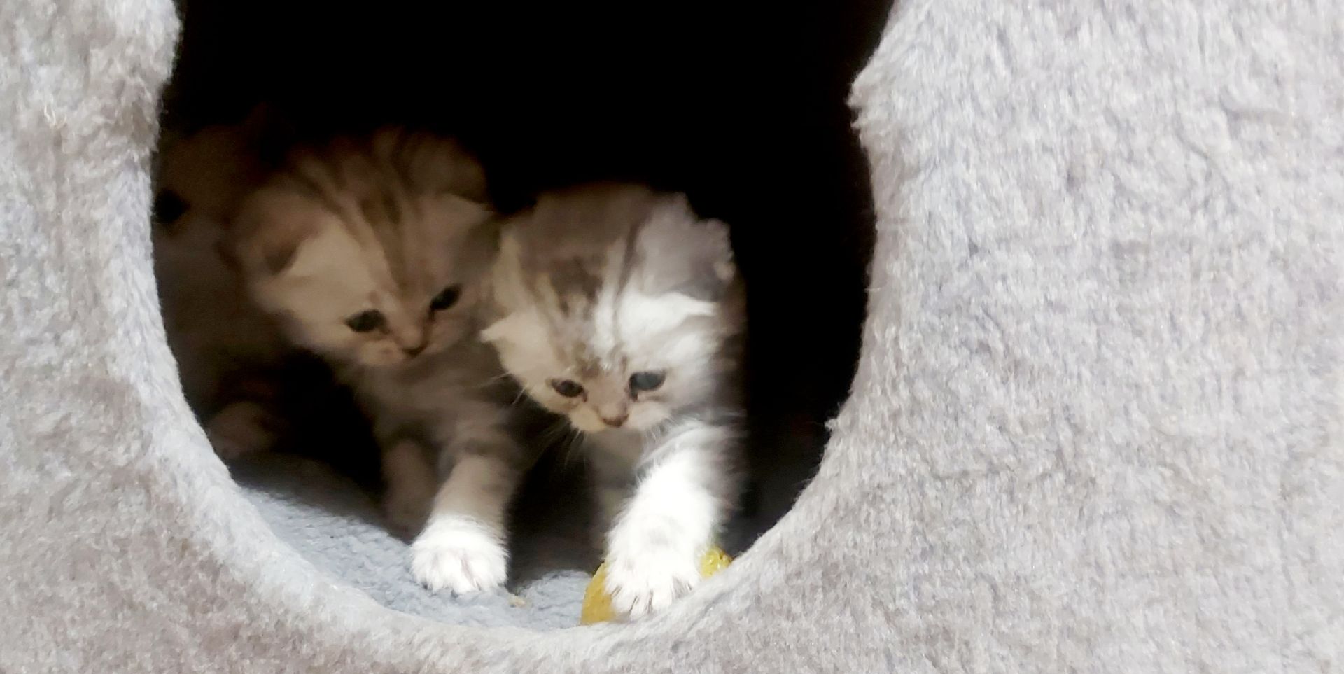 Шотландские котята