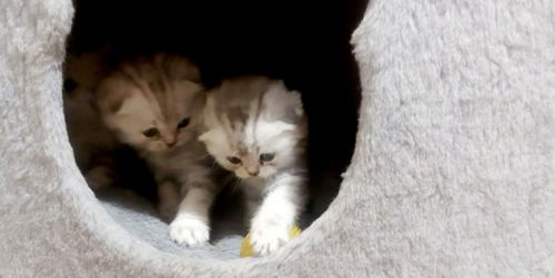 Шотландские котята