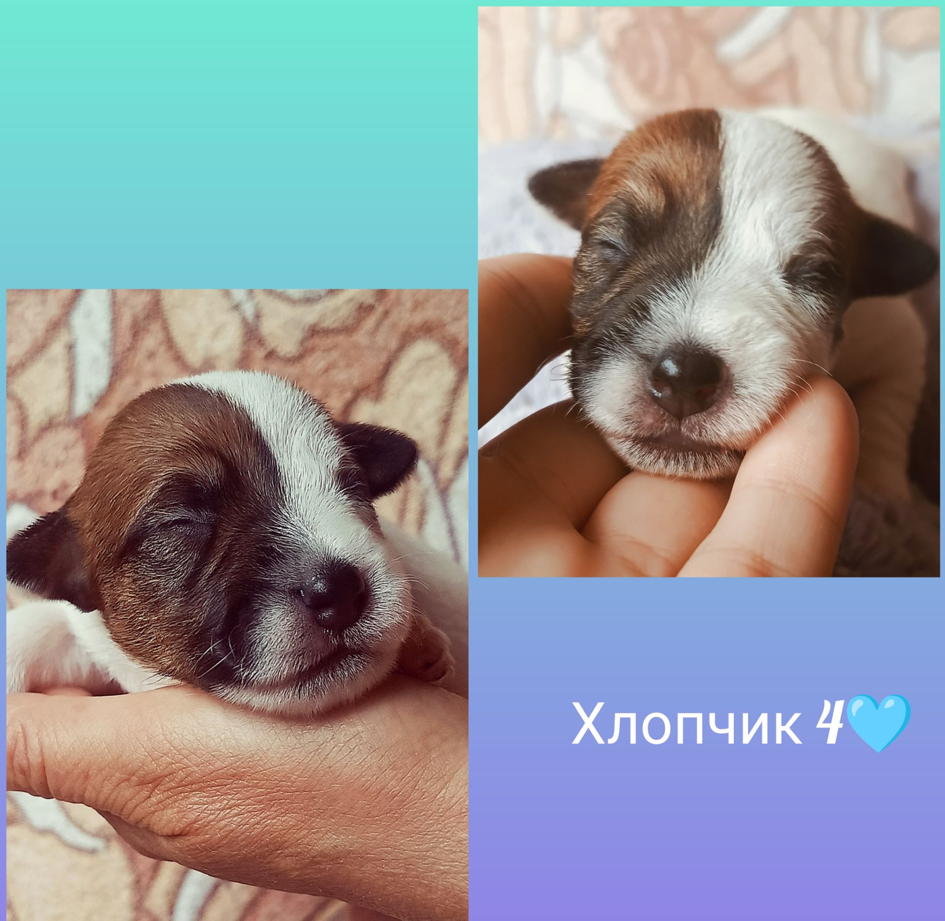 Цуценята Джек Рассел тер'єра