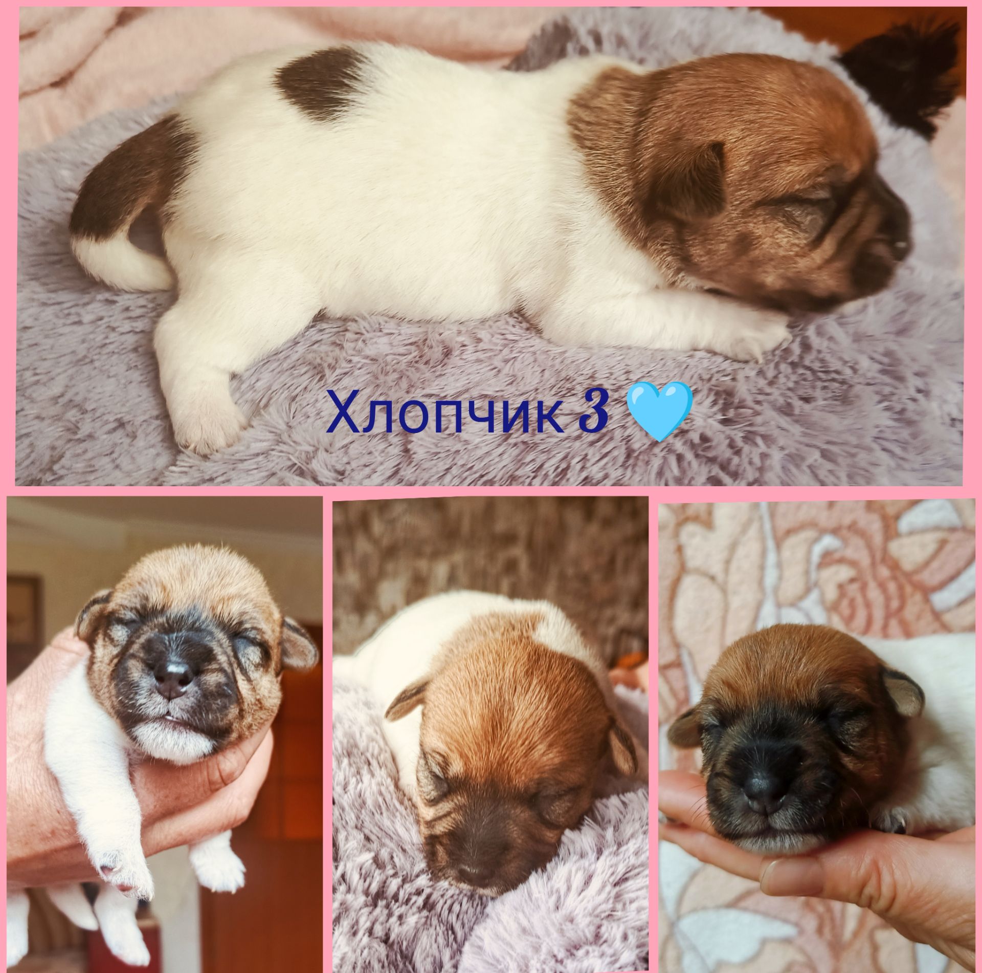 Цуценята Джек Рассел тер'єра