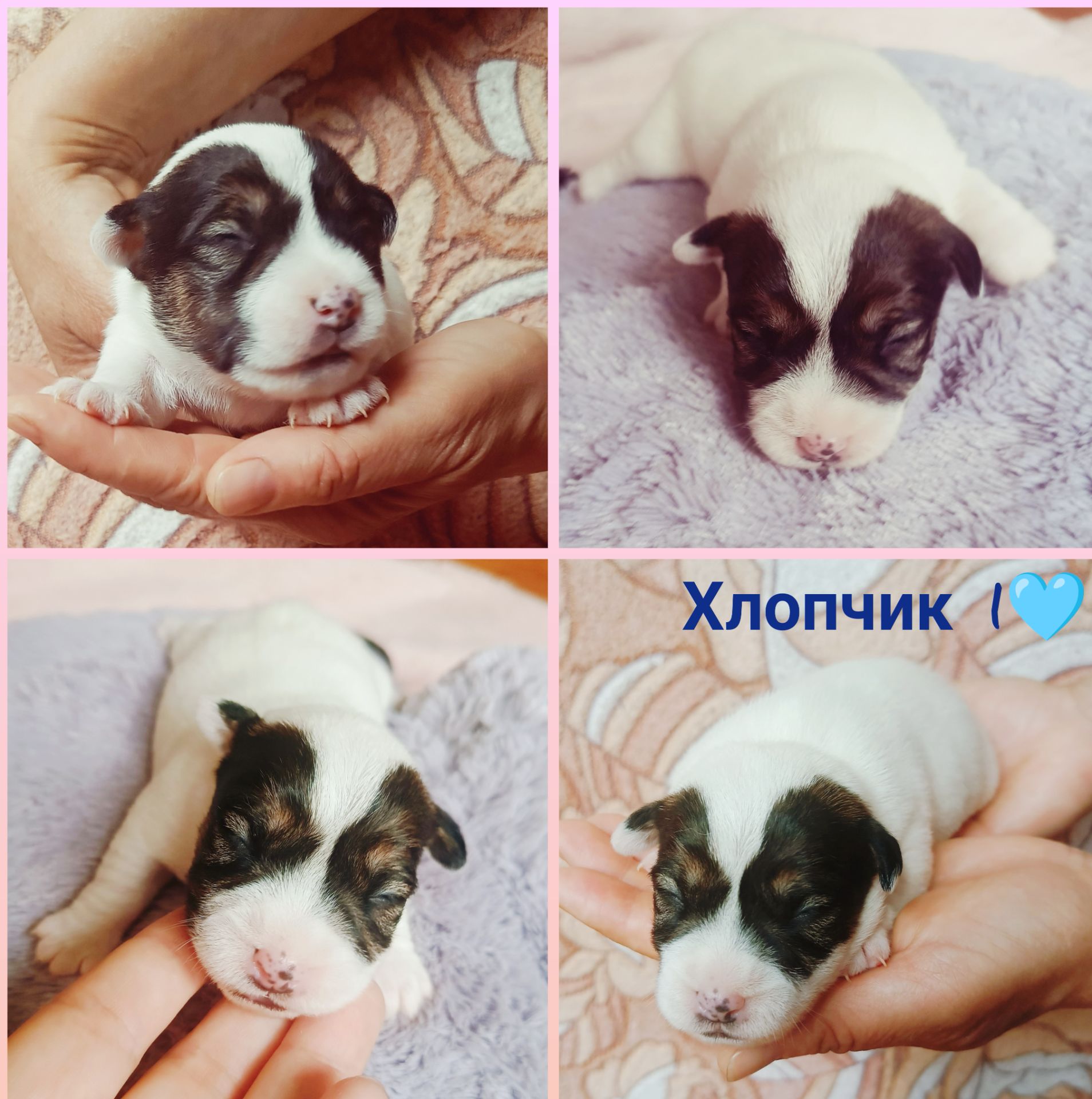 Цуценята Джек Рассел тер'єра