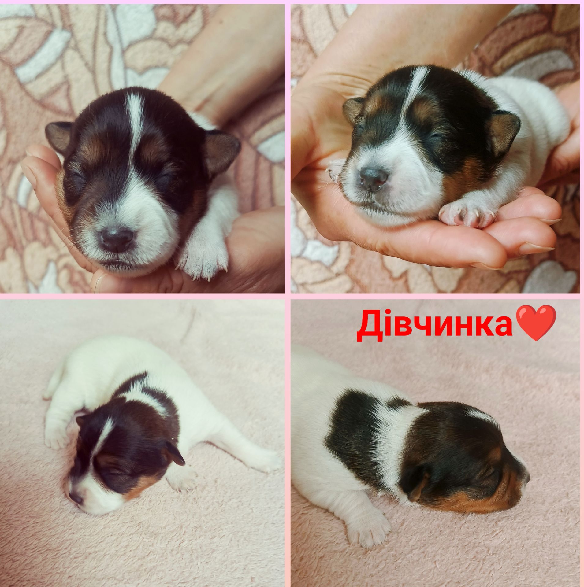 Цуценята Джек Рассел тер'єра