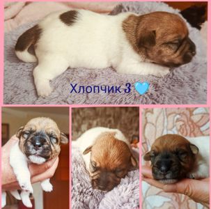 Цуценята Джек Рассел тер'єра