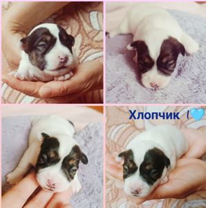 Цуценята Джек Рассел тер'єра