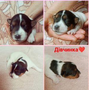 Цуценята Джек Рассел тер'єра