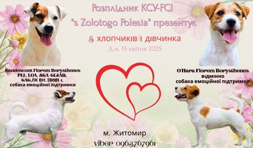 Цуценята Джек Рассел тер'єра